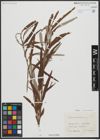 Foto von Salix viminalis L.